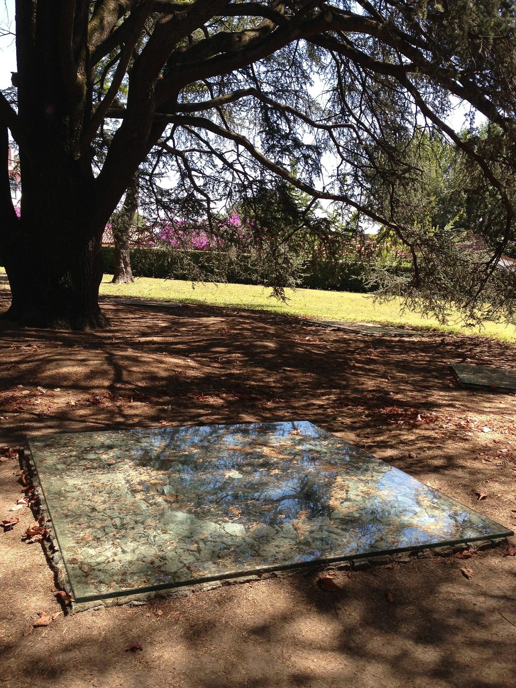 Placa espelhada no chão debaixo de uma grande árvore, refletindo os ramos