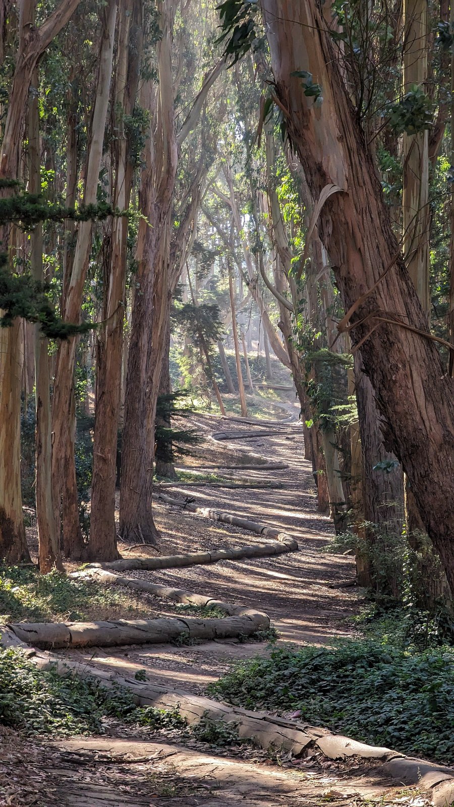 Troncos de eucalipto deitados no chão de um bosque formando uma linha sinuosa entre as árvores